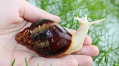 Ahater fulik albino, standard, emelés, leírás, ápolás és tartalom